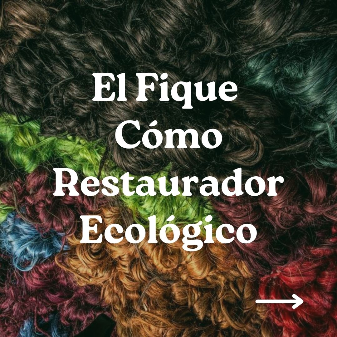 Lee más sobre el artículo EL FIQUE COMO RESTAURADOR ECOLÓGICO