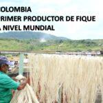 COLOMBIA PRIMER PRODUCTOR DE FIQUE A NIVEL MUNDIAL