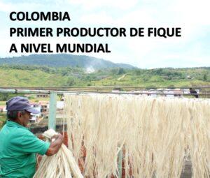 Lee más sobre el artículo COLOMBIA PRIMER PRODUCTOR DE FIQUE A NIVEL MUNDIAL